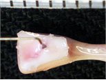 translational-biomaterials-220x165