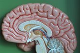 brain