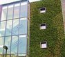 Researching the air pollution filtering effects of green walls