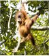 Parkour and orang-utans - Dr Susannah Thorpe discusses how orang-utans get around the forest