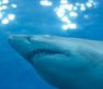 Sea Life Sharks Help Scientists Probe Mysteries of Ancient Seas