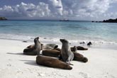 iStock-Galapagosbeachwithsealionsweb