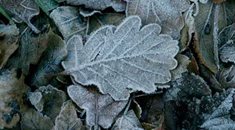 frost-leaves-Cropped-235x130