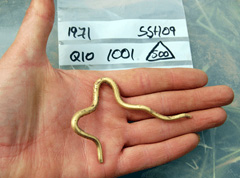 Photograph of a hand holding a gold item from an excavation