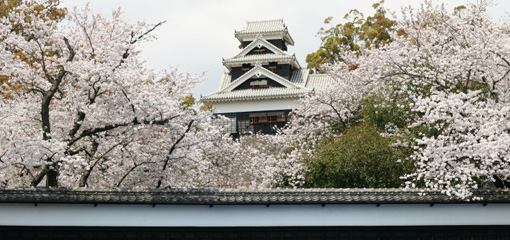 Photograph of a Japanese castle with blossom in the foreground