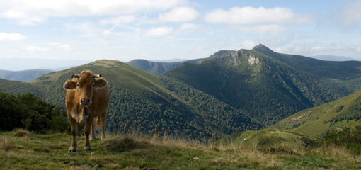 Photograph of a cow in a mountain range