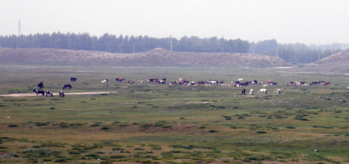 Horses in a field in Mongolia