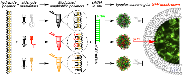 graphic illustrating In Situ Functionalized Polymers for siRNA Delivery