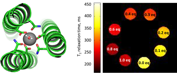 graphic illustrating De Novo Design of Ln(III) Coiled Coils for Imaging Applications
