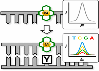 graphic illustrating Macrocyclic Metal Complex−DNA Conjugates for Electrochemical Sensing of Single Nucleobase Changes in DNA