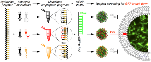 In Situ Functionalized Polymers for siRNA Delivery