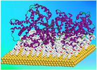 Gold-surfaces-for-protein-detection_ZoePrikramenou