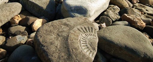 Fossils on the beach