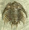 Spiny Trilobite