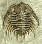 Spiny Trilobite