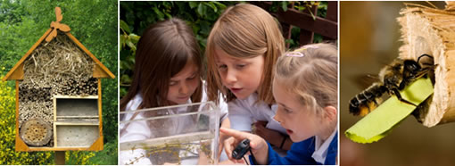 Bee hotel, children and bee