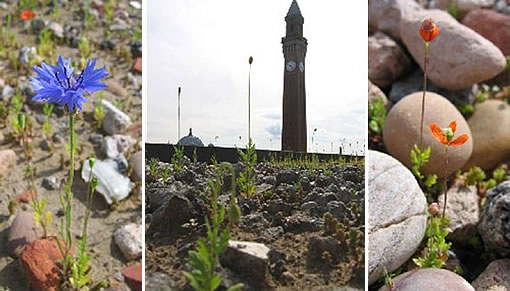 Green roof research facilities at the University of Birmingham
