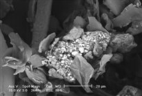 Indoor dust particles