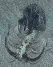 Exceptionally preserved Burgess Shale arthropod fossil