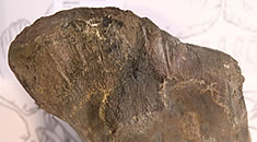 object of the month; Sauropod femur