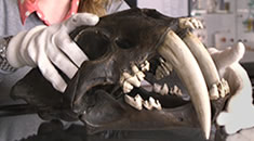 object of the month; smilodon