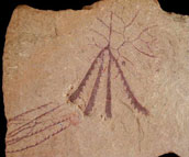 Tetragraptid graptolite fossil