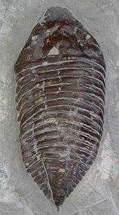 Trilobite from Dudley