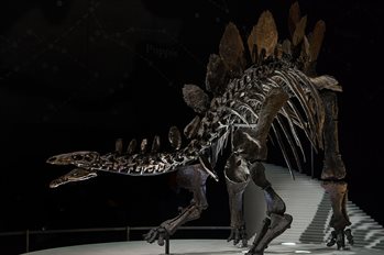 By Paul Hudson from United Kingdom (Stegosaurus in the Natural History Museum) [CC BY 2.0 (http://creativecommons.org/licenses/by/2.0)], via Wikimedia Commons