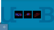 Human and Environmental Health Impacts of Nanoscience and Nanotechnology MRes