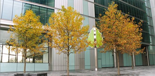 Urban trees
