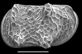 Ostracod