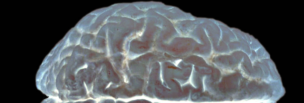 Decorative image of the human brain