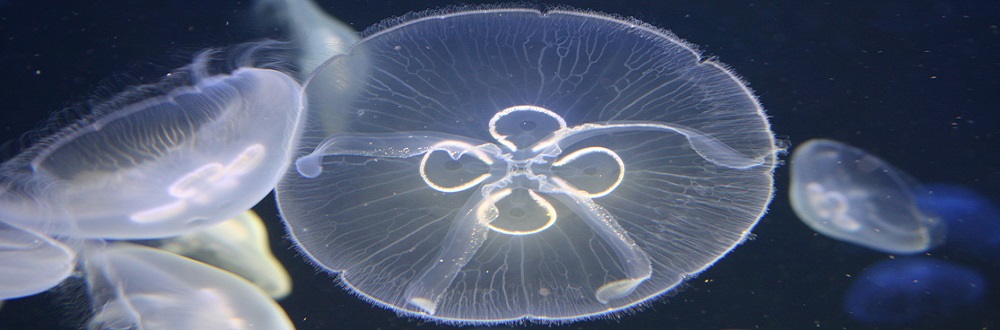 Decorative image of jelly fish.