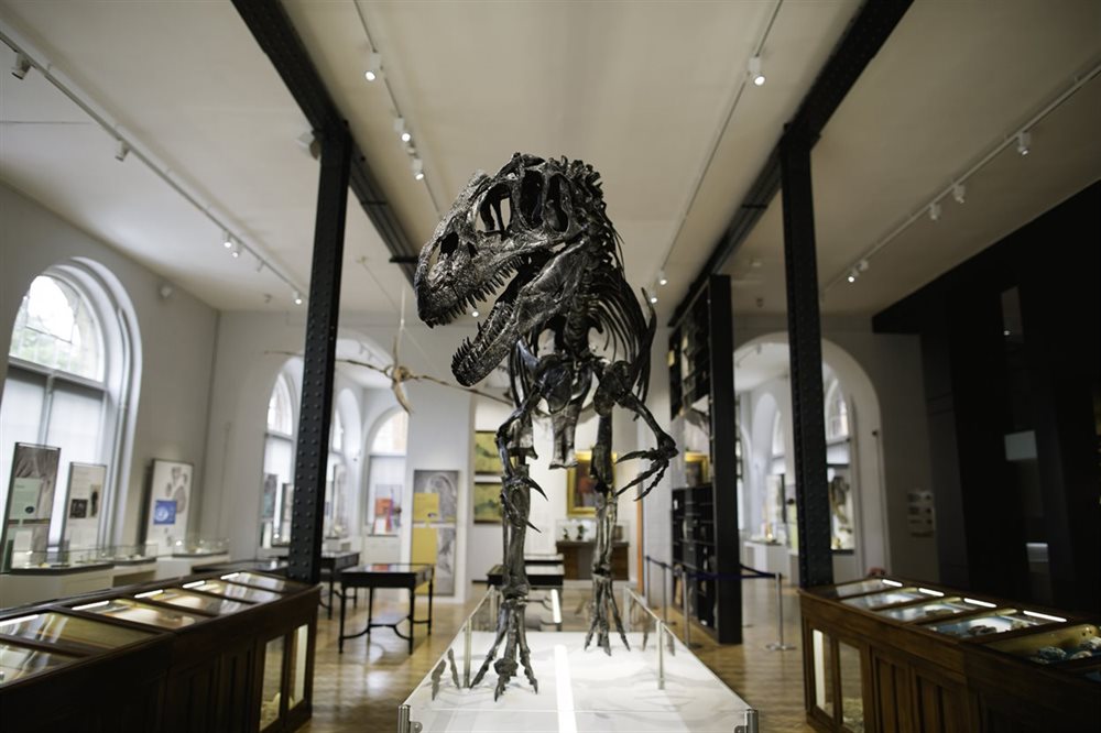 Standing Allosaurus Skeleton at The Lapworth Museum of Geology