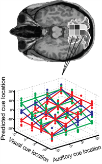 audiovisual brain imaging