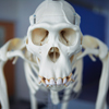 Orangutan skeleton