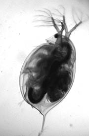 Daphnia magna - Water flea