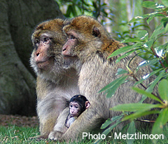 Barbary macaques at Trentham Estate