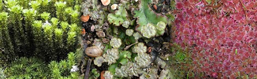 Huperzia selago by Alex Lockton - Marchantia polymorpha by Martin Godfrey - Sphagnum capillifolium by Martin Godfrey