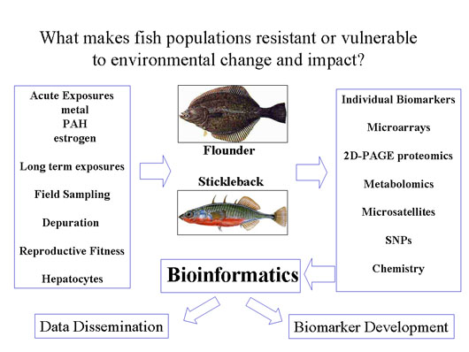 Environmental impact on fish populations