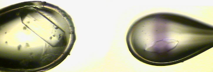 x-ray2