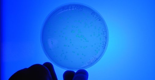 Molecular and cell biology
