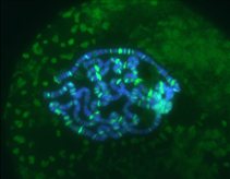 Micrograph of Drosophila melanogaster polytene chromosomes immunostained with an antibody against ribosomal protein S30 (RpS30, green signal) and counterstained with DAPI (blue)