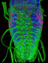 Glial projections and neuronal cell bodies