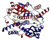 Crystal structure of NfsB - a protein with potential for gene therapy of cancer