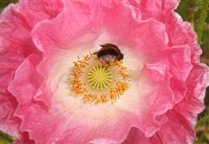Papaver rhoeas (Poppy) and bee