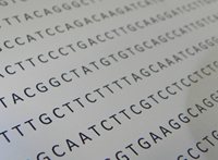 DNA nucleotide sequence