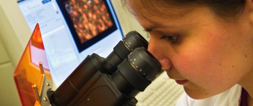 Researcher looking through microsope
