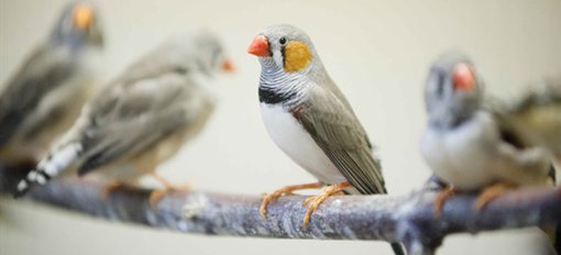 Birds on a perch