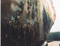 Ship hull fouled by brown and green algae (seaweeds)